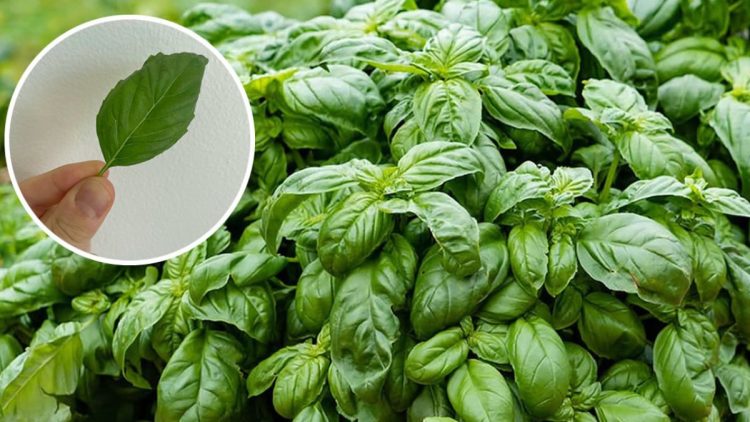 8 astuces pour un basilic parfait