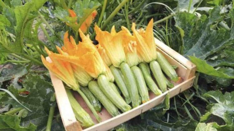Quel légume ne pas planter à côté des courgettes