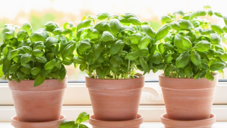 Comment cultiver le basilic en hiver