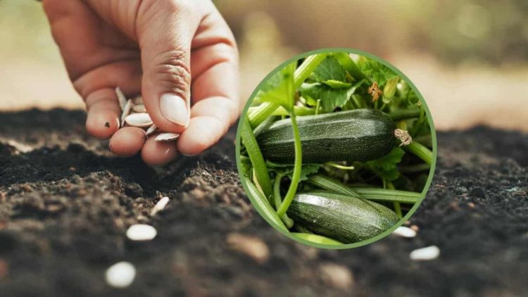 Quels légumes ne pas planter à coté des courgettes pour favoriser la récolte