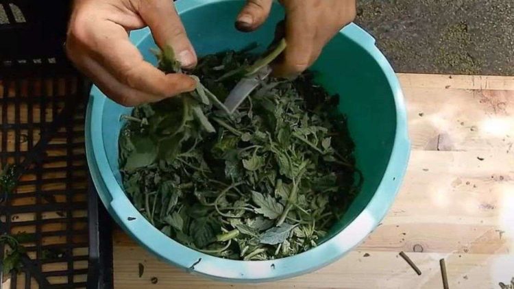 Le macérat de feuilles de tomates