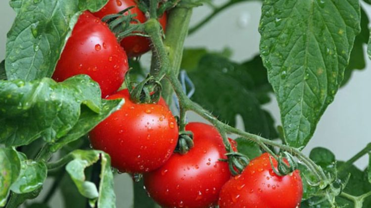 Comment faire pousser des tomates