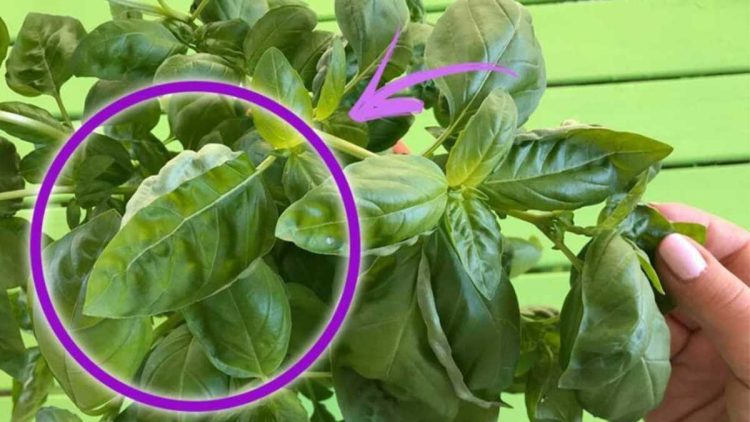 Basilic : si vous le cueillez de cette façon, vous le ferez pourrir. Le secret des jardiniers pour des feuilles fortes et abondantes
