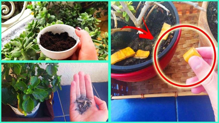 Découvrez 3 engrais à faire soi-même pour faire briller toutes les plantes vertes
