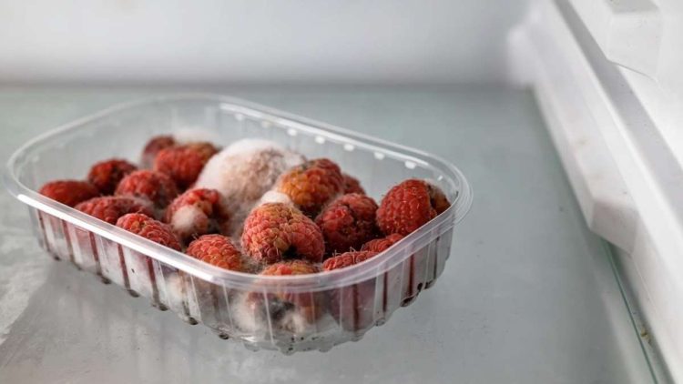 Aliments moisis dans le réfrigérateur : Comment les éviter et préserver vos produits plus longtemps