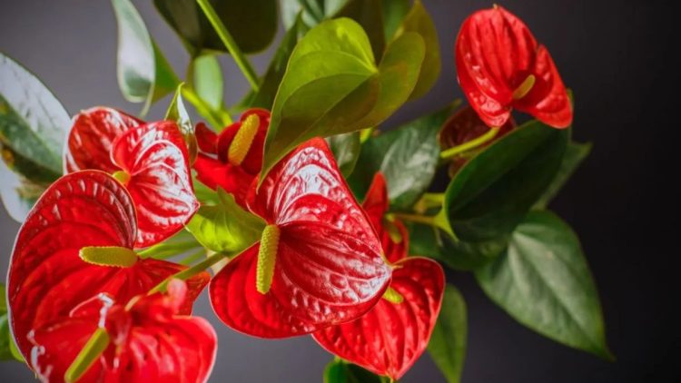 anthurium