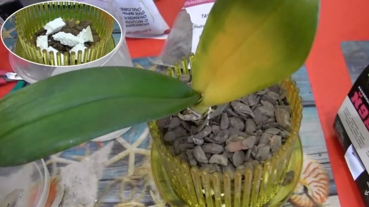 Le riz est un miracle pour les orchidées