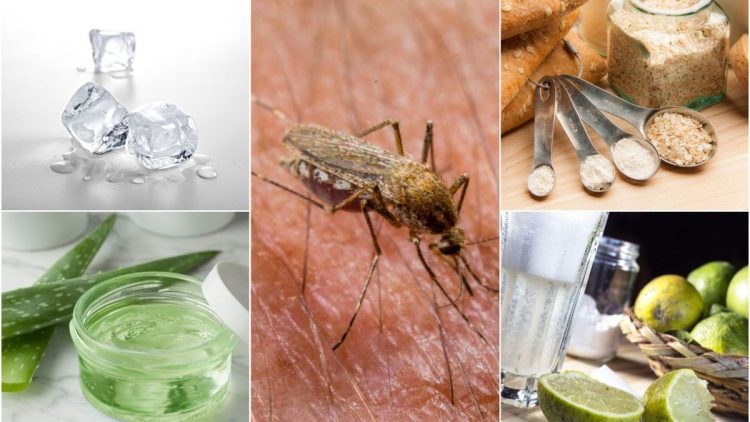 Les meilleurs remèdes naturels contre les moustiques