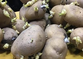 Comment conserver correctement les pommes de terre